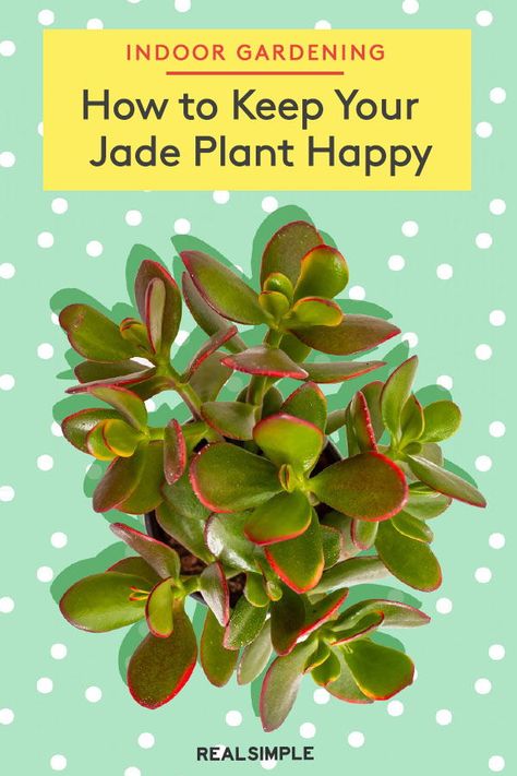 Jade Plant Pruning, Jade Plant Care, Succulent Garden Indoor, Plant Care Tips, Jade Plant, Plant Care Houseplant, Succulent Garden Diy, Indoor Plant Care, Inside Plants