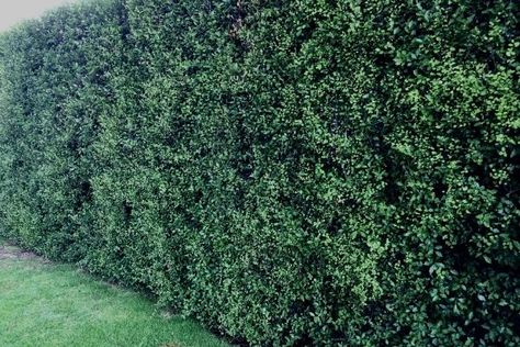 Pittosporum Hedge, Backyard Privacy Screen, Purple Flowering Tree, Pink Flowering Trees, Garden Hedges, Backyard Privacy, California Garden, Front Landscaping, Beautiful Trees