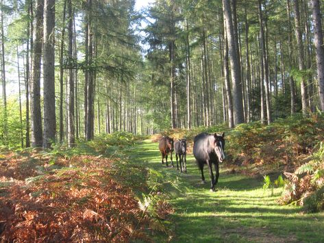 New Forest, Hampshire, England | Wooson's Hill near Lyndhurs… | Flickr New Forest England, Hampshire England, The New Forest, British Countryside, New Forest, English Countryside, Isle Of Wight, Beautiful Horses, In The Woods