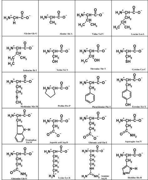 Follow these steps and rules, I'm sure you will be able to memorize the structure of all 20 amino acids. These tips are simple and easy to follow. Structure Of Amino Acids, 20 Amino Acids, Chemistry Class 12, Biochemistry Notes, Chemistry Basics, Chemistry Lessons, Chemistry Class, Biology Notes, Organic Chemistry