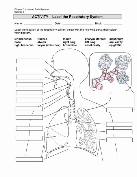 The Respiratory System Worksheet New Respiration the Respiratory System Facts Color – Chessmuseum Template Library Respiratory System Worksheet, Respiratory System Anatomy, Human Respiratory System, General Biology, Biology Worksheet, Human Body Organs, The Respiratory System, Human Body Unit, Human Body Systems