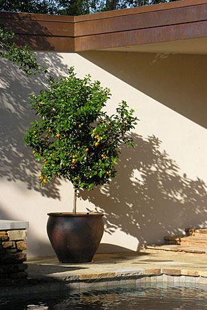 Growing Citrus in Planters  With a sunny location and a large pot, you can grow lemons, oranges and more Potted Kumquat Tree, Growing Citrus, Kumquat Tree, How To Grow Lemon, Growing Trees, Grow Garden, Backyard Paradise, Citrus Trees, Potted Trees