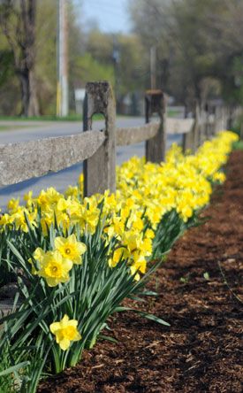 Spring Bulbs - Here are a some tips to help ensure your bulb plantings are successful. Flower Bulbs, Spring Flowering Bulbs, Magic Garden, Yellow Daffodils, Garden Bulbs, Spring Bulbs, Wooden Fence, Bulb Flowers, Planting Bulbs