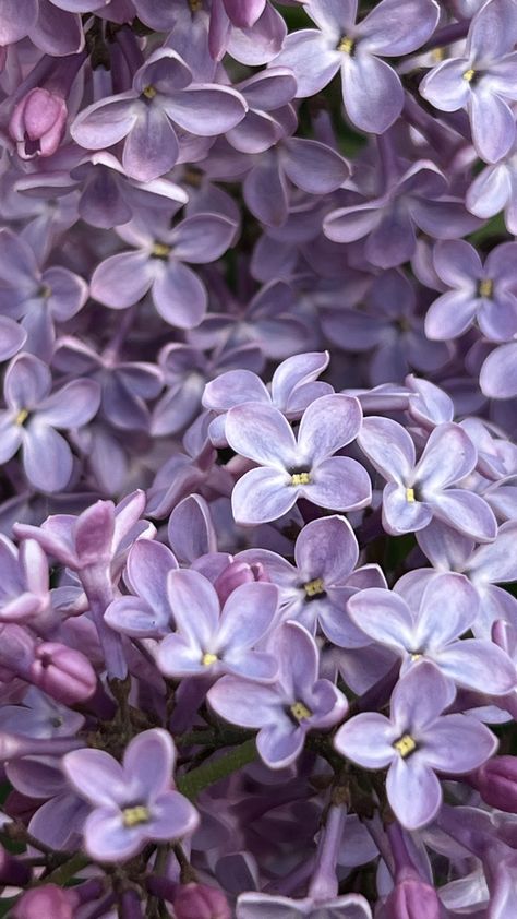 Dusty Purple Aesthetic, Lilac Photography, Rome Wedding, Lilac Bouquet, Lilac Background, Light Purple Flowers, Artsy Background, Mood Wallpaper, Dusty Purple