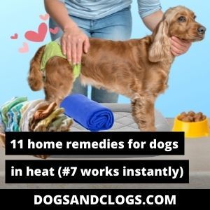 11 Home Remedies For Dogs In Heat (#7 Works Instantly) – DogsAndClogs Female Dog In Heat, Heat Spray, Dog In Heat, Ways To Destress, Potty Pads, Dog Smells, Dog Pads, Dog Diapers, What To Use