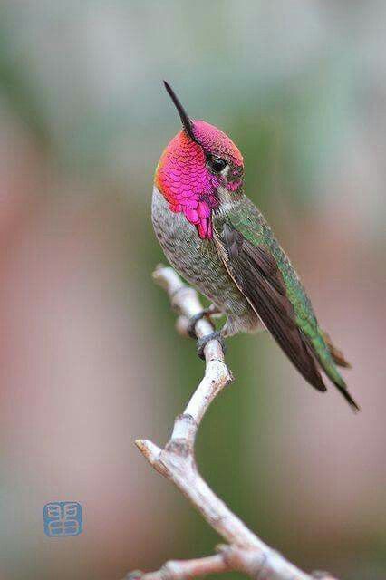 Gorgeous fuchsia colored gorget!  Anna's Hummingbird Anna's Hummingbird Photography, Sitting Hummingbird, Bobcat Painting, Anna Hummingbird, Hummingbird Photography, Beautiful Hummingbirds, Hummingbird Tattoos, Hummingbird Photos, Bee Hummingbird