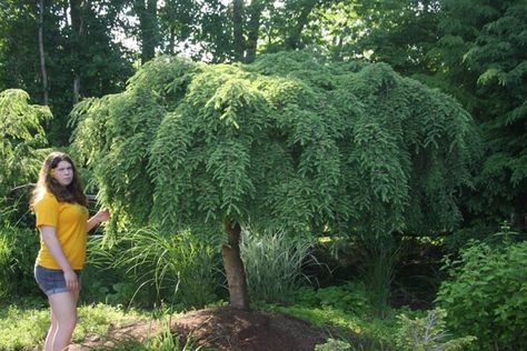 Tsuga canadensis ‘Pendula’ - Hickory Hollow Nursery and Garden Center Weeping Hemlock, Tsuga Canadensis, Evergreens For Shade, Conifer Garden, Sequoiadendron Giganteum, Weeping Trees, Conifers Garden, Narrow Garden, Pond Waterfall