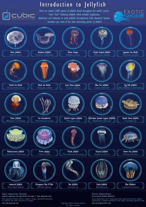 Introduction to Jellyfish (sorry, highest quality I could find of it) - Imgur Types Of Jellyfish, Jellyfish Species, Jellyfish Facts, Jellyfish Pictures, Sea Jellies, Cnidaria, Jellyfish Art, Deep Sea Creatures, Water Animals