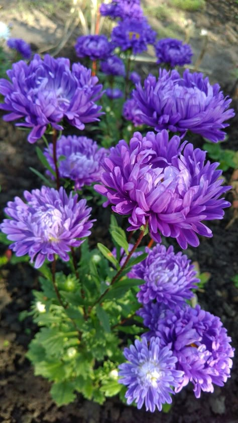 Purple Chrysanthemum, Very Beautiful Flowers, Garden Flower Beds, Blue And Purple Flowers, Flower Landscape, Dahlia Flower, Beautiful Flowers Pictures, Elegant Flowers, Types Of Flowers