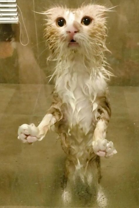 Silly Animal Pictures, Funny Looking Cats, Ugly Cat, Koci Humor, Cute Small Animals, Wet Cat, Funny Animal Photos, Silly Cats Pictures, Cute Cats Photos