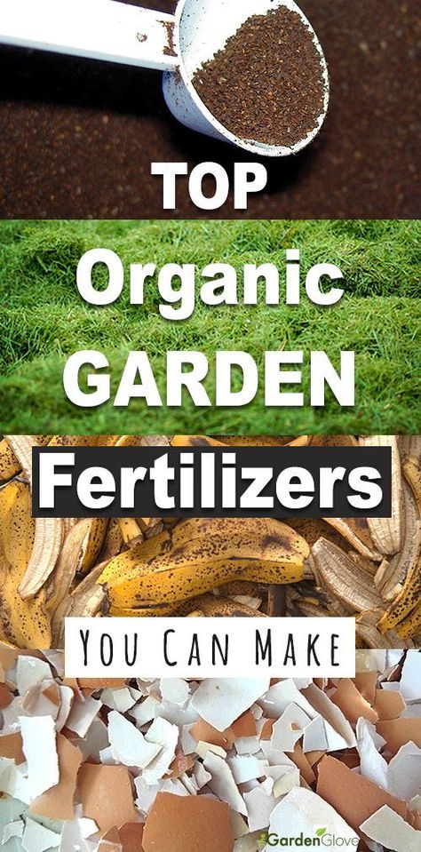 Top Organic Garden Fertilizers You Can Make! •  Want to make your own organic fertilizer for your garden? Check out how easy it is! Use banana peels, egg shells, coffee grinds, grass clippings! #organicgardenfertilizer #howtomakegardenfertilizer #homemadegardenfertilizer #DIYgardenfertilizer #DIYorganicgardenfertilizer #gardening #DIYgardenprojects Planter Pallet, Garden Fertilizers, Starting Seeds Indoors, Pallet Planter, Organic Vegetable Garden, Coffee Grinds, Organic Garden, Egg Shell, Homestead Survival