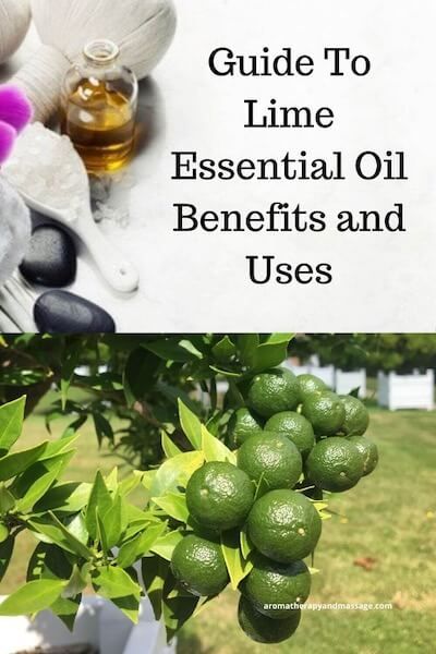 Guide To Lime Essential Oil Lime Essential Oil Benefits, Camphor Essential Oil, Herbal Oils, Therapy Business, Massage Therapy Business, Mandarin Essential Oil, Essential Oil Safety, Herbal Salves, Lime Essential Oil