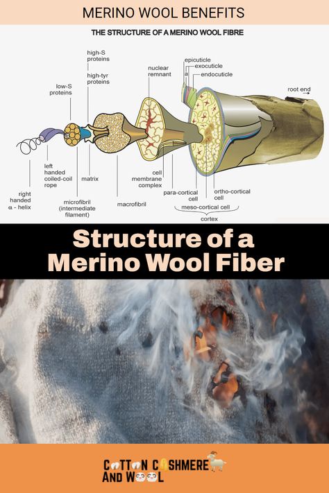 Merino wool is made of beautiful fibers, much finer than ordinary sheep’s wool. These fine fibers create a light, soft and luxurious fabric that doesn’t itch like traditional woolen materials. Merino sheep produce this type of wool from their thick outer coat, which helps protect them from the elements while providing incredible insulation throughout the seasons. Wool Project, Fashion Degree, Fashion Web Design, Fashion Education, Merino Sheep, Materials Science, Wool Projects, Wool Fabric, The Science