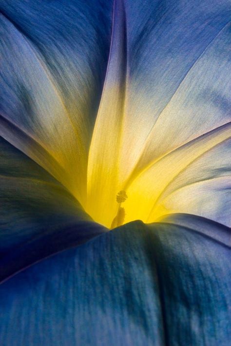 Photography Long Exposure, Close Up Art, Ball Photography, Macro Photography Nature, Macro Photography Flowers, Natural Form Art, Micro Photography, Flower Close Up, Background Light