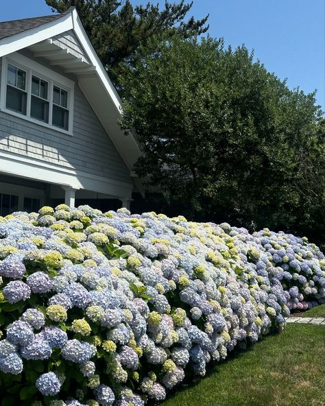 hydrangea-gram House With Hydrangeas, Hydrangeas Aesthetic, Nantucket Hydrangea, Hydrangea Care, Nothing But Flowers, Favorite Flower, Barbie Dream, Summer Lovin, Blue Hydrangea