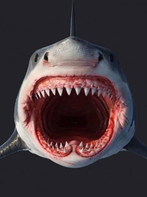 Mouth Open Drawing, Shark Mouth Open, Mega Shark, Scary Ocean, Shark Head, Shark Photos, Shark Pictures, Shark Mouth, Shark Jaws