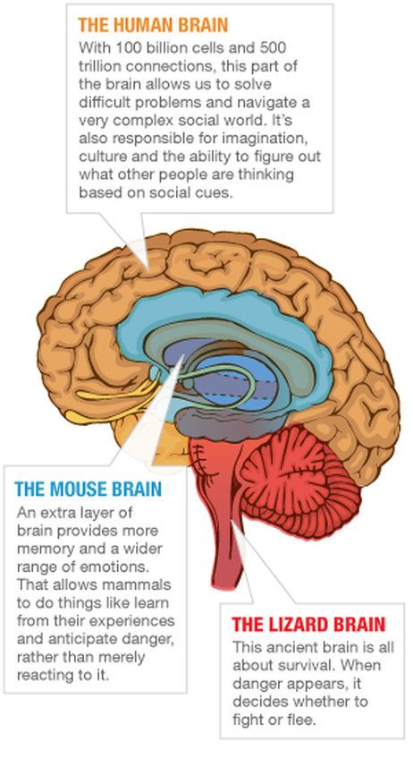 From Primitive Parts, A Highly Evolved Human Brain Evolved Human, Lizard Brain, Brain Study, Observational Learning, Ap Psych, Learning Psychology, Dream Reality, Psychology Studies, Social Cues