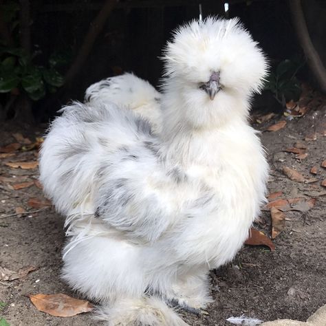 A Paint Silkie is an Exotic Fluffy Chicken Silkie Chickens Coop, Fluffy Chicken, Bantam Chickens, Fancy Chickens, Silkie Chickens, Beautiful Chickens, Crazy Chicken Lady, Therapy Animals, Cute Chickens