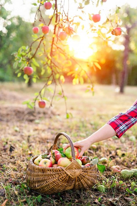 Woman placing apples in basket by Pixel Stories - Apple, Fall - Stocksy United Apples In Basket, Picking Apples, Apple Farm, Fall Apples, Crab Apple, Apple Orchard, Apple Picking, Indian Summer, Stock Photography Free