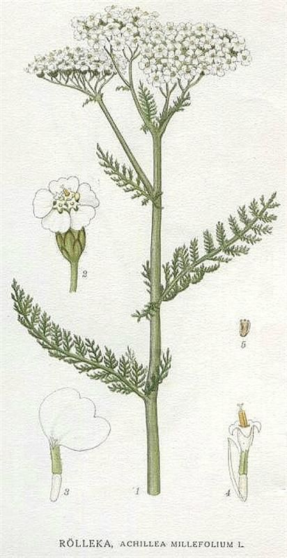 Common Yarrow (Achillea millefolium) Hur Man Ritar Blommor, Illustration Botanique Vintage, Achillea Millefolium, Illustration Botanique, Botanical Illustration Vintage, Plant Images, Vascular Plant, Vintage Botanical Prints, Plant Drawing