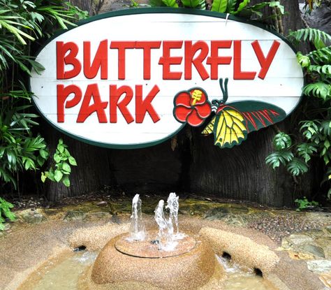 butterfly+park+and+insect+kingdom+sentosa Butterfly Park, Travel Singapore, Well Rested, Great Night, Kuala Lumpur, Hd Photos, Lotus, Singapore, The Next