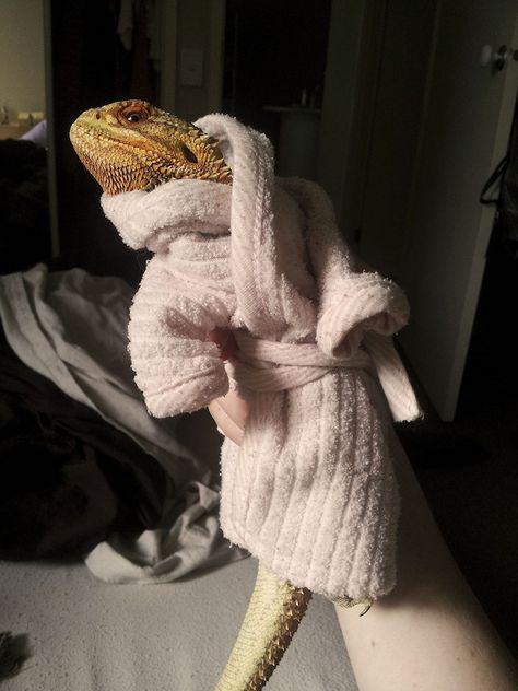 Pringle in Bathrobe - Pringle The Bearded Dragon Bartagamen Terrarium, Bearded Dragon Diy, Dragon Pet, Bearded Dragon Terrarium, Bearded Dragon Funny, Bearded Dragon Food, Bearded Dragon Habitat, Baby Bearded Dragon, Bearded Dragon Cute