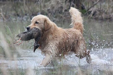 Friendly and hard-working, goldens shine in the field and the show ring. Check out M.J. Nelson's golden retriever breed profile. Golden Retriever Breed, Golden Retriever Training, Hunting Dogs Breeds, Puppy Time, Dog Magazine, Dog Brain, Water Dog, Dog Training Obedience, Retriever Puppy