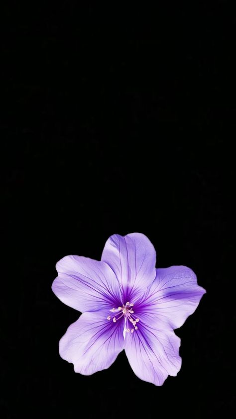 Vilots Flowers, Phone Keyboard Wallpaper, Pdp Aesthetic, Vibey Wallpapers, Wallpaper Violet, Lotus Flower Wallpaper, Purple Flowers Wallpaper, Purple Vibe, Boquette Flowers