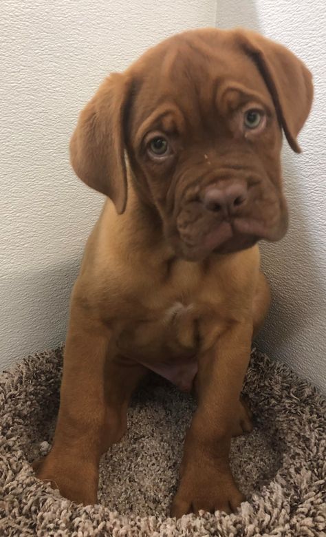 Petland Kansas City has Dogue De Bordeaux puppies for sale! Check out all our available puppies! ⠀⠀⠀ #doguedebordeaux #petlandolathe #petland #petlandkansascity #olathe #puppy #doglover #adorable #dog #cute #pet #dogoftheday #photooftheday #puppylove Doxen Puppies, Bordeaux Dog, French Mastiff, Disabled Dog, Big Animals, American Kennel Club, Sweet Dogs, Baby Dogs, Puppies For Sale