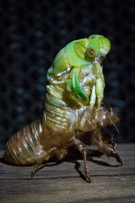 Time lapse: watch an entrancing video of a cicada shedding its crunchy shell Cicada Symbolism, Cicada Shedding, Cicada Shell, Cicada Art, Cool Bugs, Wild Creatures, Arthropods, Insect Art, Creatures Of The Night