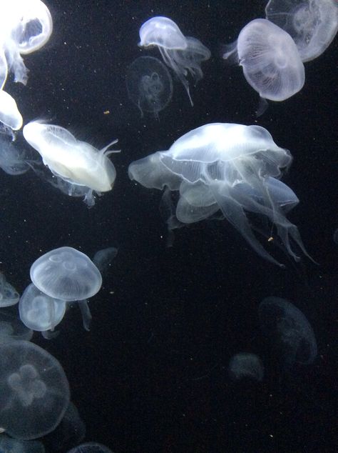 Grey jellyfish Grey Jellyfish, Ocean Vibes, Aesthetic Japan, Ocean Creatures, Oui Oui, Ocean Animals, Aesthetic Images, Sealife, Marine Life