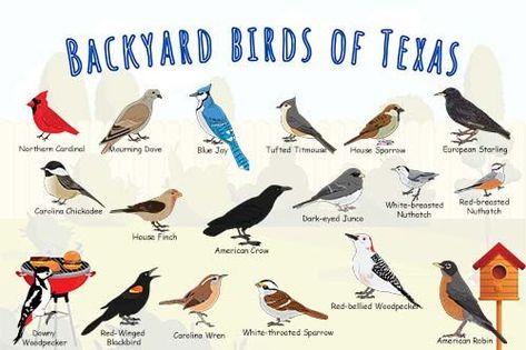 Backyard birds of Texas guide poster. Excellent for children or adults who want to learn about the birds at their bird feeder in Texas. This one illustrates the autumn weather where birds start to show up in your backyard in Texas. Texas Poster, American Crow, Downy Woodpecker, American Robin, Autumn Weather, Black Capped Chickadee, House Sparrow, Common Birds, Backyard Birds