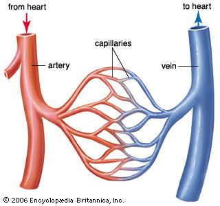 Anatomy Of The Heart, Lungs, Anatomy, Human Body, Human