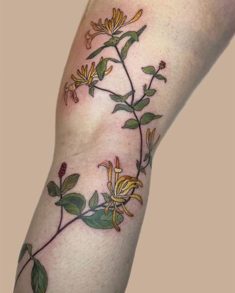 Harriet Hapgood. Botanical Tattoos. London UK (@harriettattoo) • Instagram photos and videos Honeysuckle Tattoo Sleeve, Honeysuckle Hummingbird Tattoo, Honey Suckle Tattoo Flower, Honeysuckle Vine Tattoo, Honeysuckle Aesthetic, Honey Suckle Flowers Tattoo, Honeysuckle And Rose Tattoo, Huckleberry Tattoo, Honey Suckles