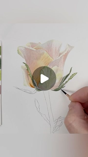 Watercolor Videos Tutorial, Botanical Illustration Tutorial, Watercolor Illustration Tutorial, Rose Painting Watercolor, Floral Painting Videos, Botanical Watercolor Painting, Watercolour Roses, Rose Artwork, Botanical Floral Art