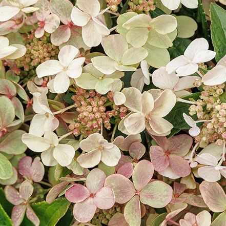 The Best Panicle Hydrangea Varieties for No-Fuss, Long-Lasting Blooms Hardy Hydrangea, Mophead Hydrangea, Hydrangea Varieties, Panicle Hydrangea, Limelight Hydrangea, Fall Containers, Hydrangea Care, Hydrangea Paniculata, Hydrangea Not Blooming