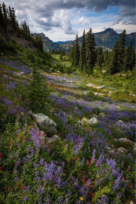 Mountains Flowers, Traveling Aesthetic, Mountain Aesthetic, Nature Mountains, Pretty Landscapes, Beautiful Scenery Nature, Jolie Photo, Nature Landscape, The Hand