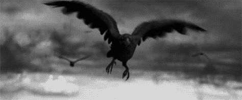 Crows Ravens, Banner Gif, Don Juan, Beautiful Gif, Fantasy Aesthetic, Aesthetic Gif, Fan Fiction, Narnia, Black Bird