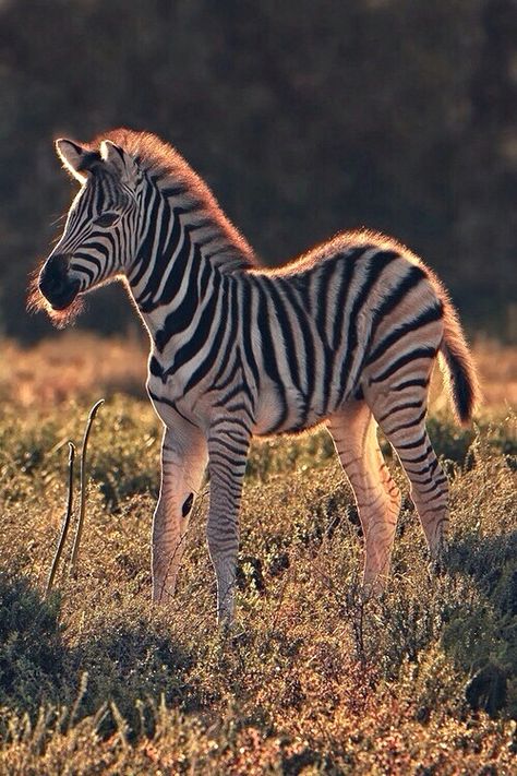 Young Zebra Wild Kingdom, Baby Zebra, African Wildlife, African Animals, Animal Planet, Animal Photo, Zebras, Art Plastique, Beautiful Creatures