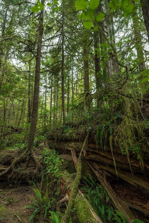 Rainforest Trail in the Pacific Rim National Park royalty free stock photos Pacific Rim National Park, The Rainforest, Pacific Rim, Vancouver Island, The Pacific, Free Stock Photos, Vancouver, National Park, Lush