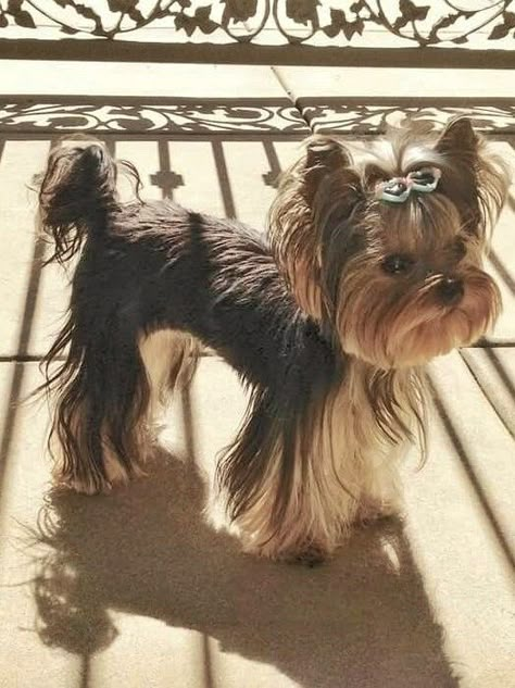 Long Hair Yorkie, Yorkie Haircuts Female, Dogs Haircut, Yorkie Cut, Yorkie Puppy Haircuts, Yorkie Puppy Care, Tea Cup Yorkie, Yorkshire Terrier Grooming, Yorkie Haircut