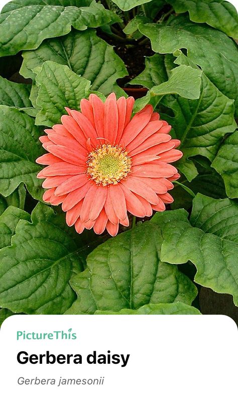 Barberton Daisy, Gerbera Jamesonii, Gerbera Daisy, Plant Collection, Wonderful World, Picture This, White Flower, Wonders Of The World, White Flowers