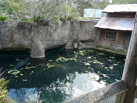 Hot Tub, Tampa, Animal Pictures, Pool, Outdoor Decor