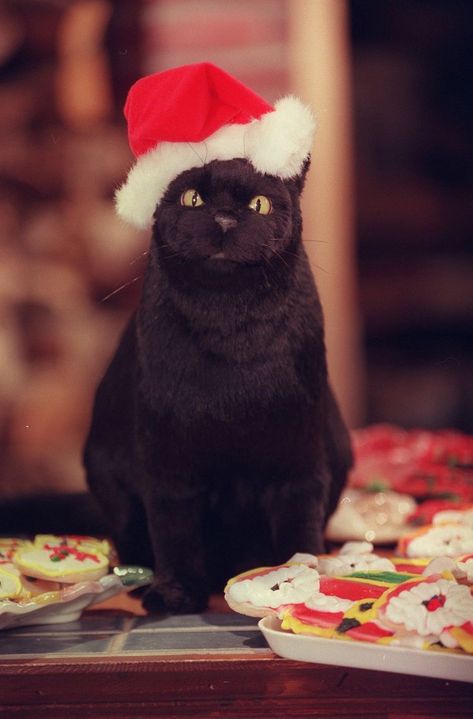 Sabrina Cat, Salem The Cat, Salem Saberhagen, Salem Cat, Tatoo Dog, Cat Santa Hat, Sabrina The Teenage Witch, F2 Savannah Cat, Christmas Pops