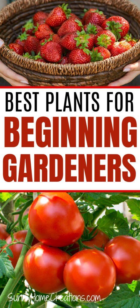 Best plants for beginning gardeners. If you are a beginner, check out this list for easy to grow plants that you can have success with in your garden. Backyard Veggie Garden, Beds Simple, Veggie Garden Beds, Veggie Garden Layout, Plants For Beginners, Garden Fruit, Vegetable Plants, Fruit And Veggie, Best Plants