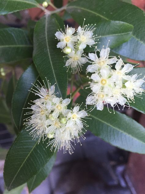 Lemon myrtle www.urthlyorganics.com.au Myrtle Flower, Sweet Smelling Flowers, Plant Installation, Australian Native Garden, Smelling Flowers, Australian Plants, Lemon Myrtle, Australian Native Plants, Australian Bush