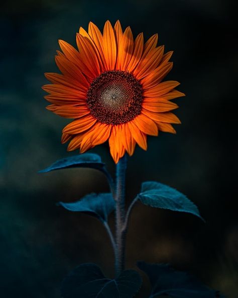 Dark hour by wiktor borozdin Sun Portrait, Dark Hour, Sunflower Iphone Wallpaper, Sunflower Themed Wedding, Sunflower Pictures, Flower Sleeve, Silk Floral Arrangements, Symbol Of Love, Sunflower Wallpaper