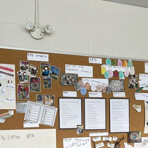 Kimberly on Instagram: "Bird Inquiry - We documented some of our learning experiences about birds on our inquiry board. It’s amazing to see all the different learning experiences that came from our interest in birds. Some of the wonders we explored and interests we followed were:
-What do birds eat?
-How do birds build nests?
-How do birds fly?
-Egg colours and patterns 
-Bird watching
-Bird identification 

@joys.of.learning has a great Bird Inquiry package that has some incredible resources, photos and activities that were super engaging for our learners. Highly recommend it if you are doing any learning about birds." Animal Inquiry Kindergarten, How Do Birds Fly, Bird Identification, Kindergarten Science, Arctic Animals, Living Things, Coloring Eggs, Bird Watching, Kindergarten