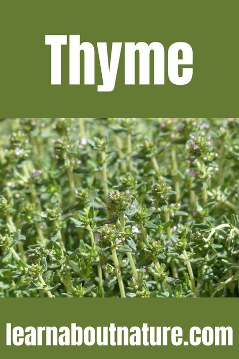 Thyme Thyme Herb, Thyme Plant, Wild Thyme, Perennial Herbs, About Nature, Wild Plants, Ornamental Plants, Healing Herbs, Herb Garden