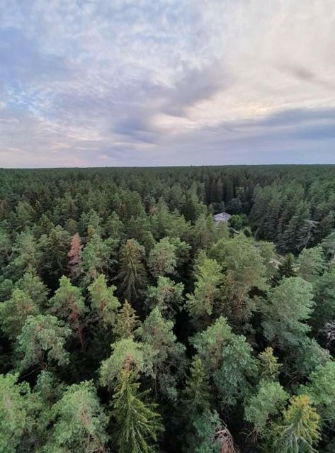 Forest from above Forest From Above, Forest, Plants